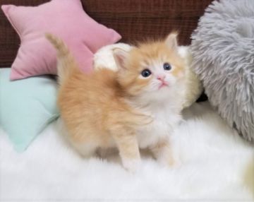 サイベリアン【大阪府・男の子・2020年12月21日・レッドタビーホワイト】の写真「☆ぱっちりおめめの可愛い男の子☆」