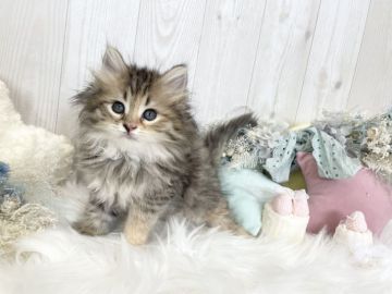 サイベリアン【大阪府・女の子・2022年2月22日・ブラウンタビー】の写真「☆最高に可愛すぎるもふもふちゃん☆」