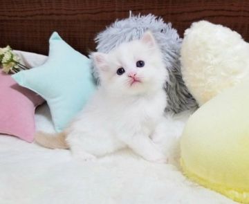 マンチカン(長足)【大阪府・男の子・2020年11月19日・クリームホワイトバン（セミロング）】の写真「☆可愛いハチワレの美形くん☆」
