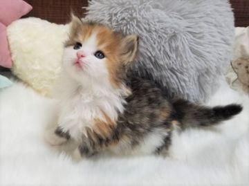 サイベリアン【大阪府・女の子・2020年12月21日・ブラウンパッチドタビーホワイト】の写真「☆ふわふわでとっても可愛い美猫ちゃん☆」