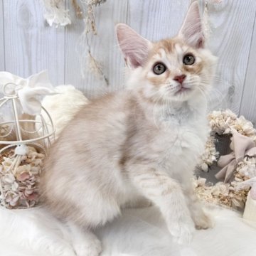 メインクーン【大阪府・男の子・2023年12月5日・クリームクラシックタビー&ホワイト】の写真「☆パパTICAチャンピオン‼綺麗な毛色の男の子☆」