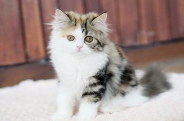ペルシャ【大阪府・女の子・2019年3月2日・キャリコ】の写真「☆もっふもふで綺麗なキャリコ色の子猫☆」