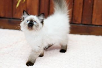 ヒマラヤン【大阪府・女の子・2019年8月8日・シールポイント】の写真「☆もっふもふで綺麗なシールポイントの子猫☆」