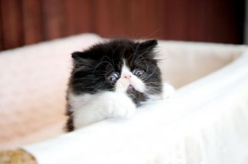 エキゾチックショートヘア【大阪府・男の子・2018年3月10日・ブラック&ホワイト(中毛)】の写真「ブラック＆ホワイト可愛い子猫」