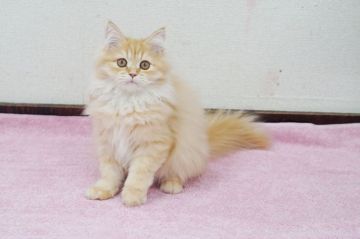 ペルシャ【大阪府・男の子・2019年9月1日・レッドタビーホワイト】の写真「☆目がクリクリで可愛いレッドタビーホワイトの子猫☆」