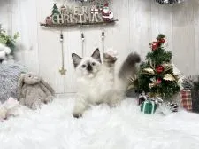 ラグドール【大阪府・男の子・2021年8月29日・シールポイントミテッド】の写真1「11/18」