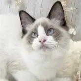 ラグドール【大阪府・男の子・2023年2月18日・シールポイントバイカラー】の写真1「6/30」