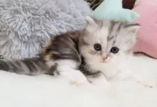 マンチカン(長足)【大阪府・女の子・2020年11月19日・シルバーパッチドタビーホワイト】の写真1「12/26撮影」