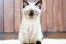 エキゾチックショートヘア【大阪府・男の子・2019年3月10日・シールポイント】の写真1