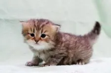 ペルシャ(チンチラ)【大阪府・男の子・2020年5月2日・チンチラゴールデン】の写真1