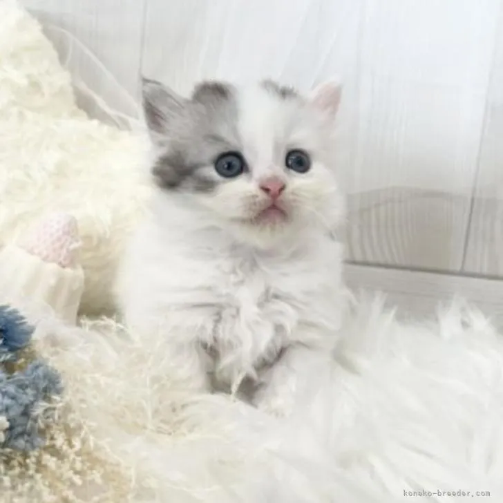 ID:2206-01084の子猫