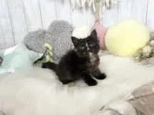 サイベリアン【大阪府・女の子・2021年4月26日・ブラウンパッチドタビー】の写真2