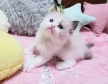 ラグドール【大阪府・男の子・2021年1月1日・シールポイントバイカラー】の写真2