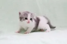 ミヌエット【大阪府・女の子・2020年5月20日・ブルーホワイト】の写真2