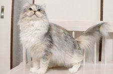 サイベリアン【・女の子・2024年4月22日・キャリコ】