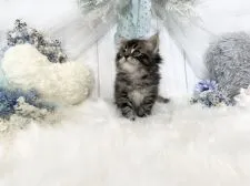 サイベリアン【大阪府・男の子・2021年7月5日・ブラウンタビー】の写真2