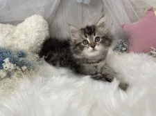 サイベリアン【大阪府・女の子・2021年7月5日・ブラウンタビー】の写真2