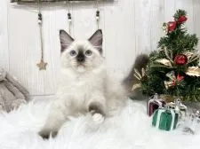 ラグドール【大阪府・男の子・2021年8月29日・シールポイントミテッド】の写真2