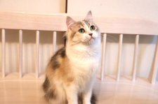 マンチカン【・女の子・2023年10月8日・ダイリュートキャリコ】