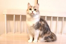 マンチカン【・女の子・2023年10月8日・ダイリュートキャリコ】