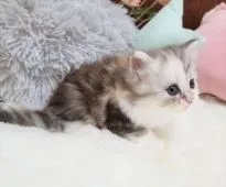 マンチカン(長足)【大阪府・女の子・2020年11月19日・シルバーパッチドタビーホワイト】の写真3「12/26撮影」