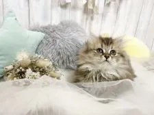 ペルシャ(チンチラ)【大阪府・女の子・2021年3月1日・チンチラゴールデン】の写真3