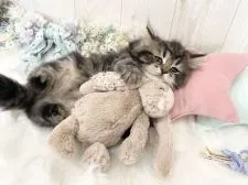 サイベリアン【大阪府・女の子・2021年12月10日・ブラウンタビー】の写真3