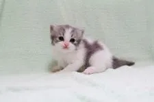 ミヌエット【大阪府・女の子・2020年5月20日・ブルーホワイト】の写真3