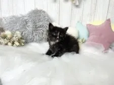 サイベリアン【大阪府・女の子・2021年4月26日・ブラウンパッチドタビー】の写真3「6/2撮影」