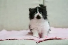 ペルシャ【大阪府・女の子・2019年2月19日・ブラック&ホワイト】の写真3