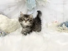 サイベリアン【大阪府・女の子・2021年7月5日・ブラウンタビー】の写真3「8/27」