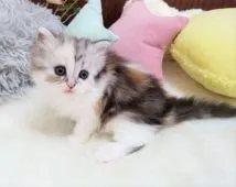 マンチカン(長足)【大阪府・女の子・2020年11月19日・シルバーパッチドタビーホワイト】の写真4「12/26撮影」