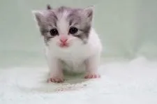 ミヌエット【大阪府・女の子・2020年5月20日・ブルーホワイト】の写真4