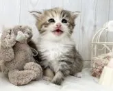 サイベリアン【大阪府・女の子・2023年9月24日・ブラウンパッチドタビー】の写真4