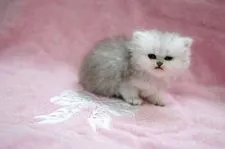 ペルシャ(チンチラ)【大阪府・女の子・2020年4月7日・チンチラシルバー】の写真4