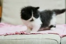 ペルシャ【大阪府・女の子・2019年2月19日・ブラック&ホワイト】の写真4