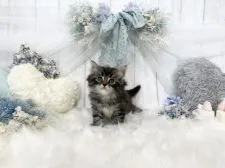 サイベリアン【大阪府・男の子・2021年7月5日・ブラウンタビー】の写真4