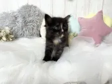 サイベリアン【大阪府・女の子・2021年4月26日・ブラウンパッチドタビー】の写真4