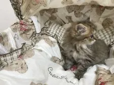 ペルシャ【大阪府・女の子・2018年7月1日・ブラウンタビー】の写真5