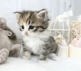 サイベリアン【大阪府・女の子・2023年9月24日・ブラウンパッチドタビー】の写真5