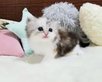 マンチカン(長足)【大阪府・女の子・2020年11月19日・シルバーパッチドタビーホワイト】の写真5「生後30日頃」