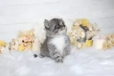 サイベリアン【大阪府・男の子・2025年8月4日・ブルータビー&ホワイト】の写真10