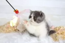 エキゾチックショートヘア【大阪府・男の子・2025年12月23日・ブルー&ホワイト】の写真10