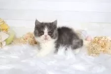 エキゾチックショートヘア【大阪府・男の子・2025年12月23日・ブルー&ホワイト】の写真12