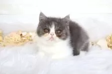 エキゾチックショートヘア【大阪府・男の子・2025年12月23日・ブルー&ホワイト】の写真4