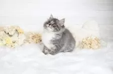 サイベリアン【大阪府・男の子・2025年8月4日・ブルータビー&ホワイト】の写真4