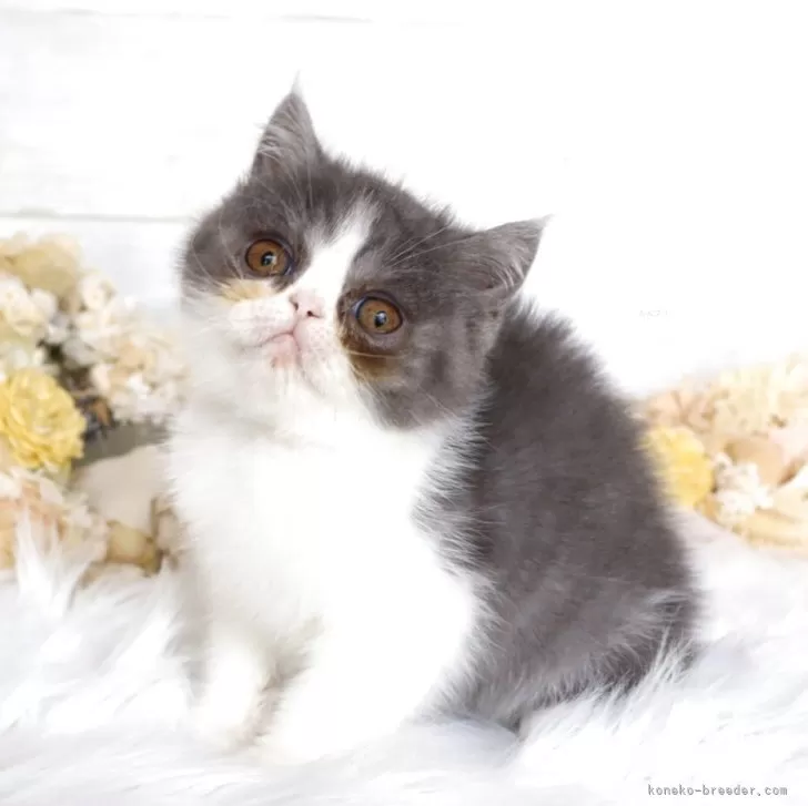 エキゾチックショートヘア【大阪府・男の子・2025年12月23日・ブルー&amp;ホワイト】の写真1