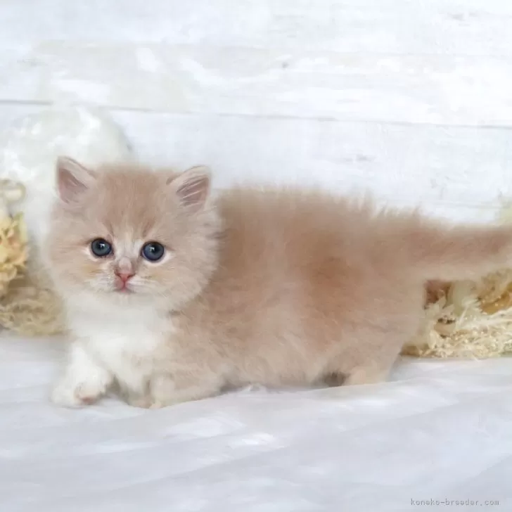 ID：2507-00066の子猫