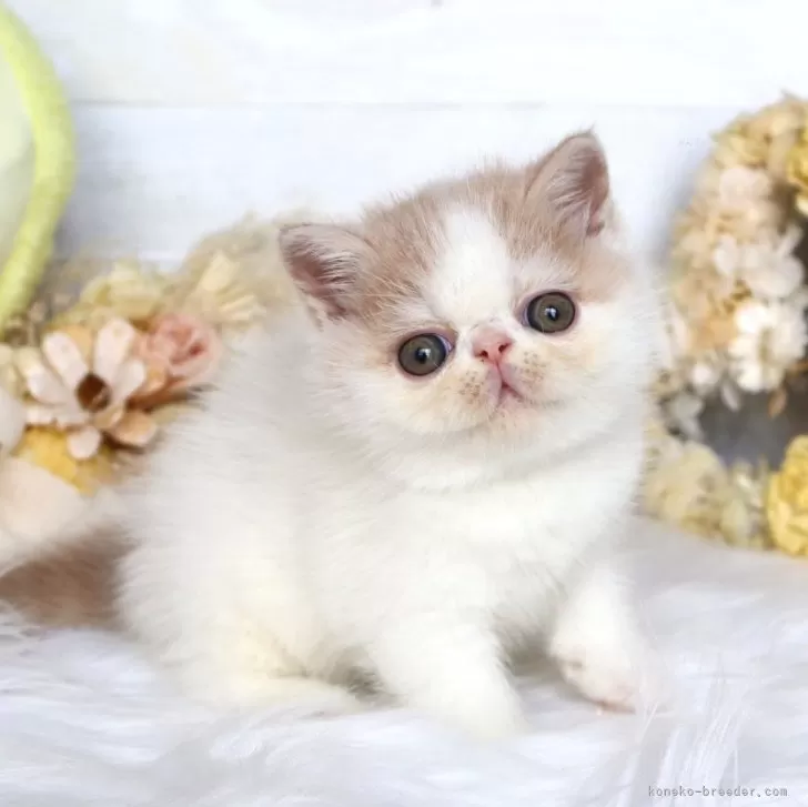 ID:2508-02316の子猫