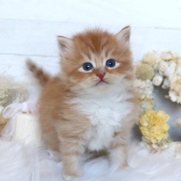 サイベリアン【大阪府・男の子・2025年12月22日・レッドタビー&ホワイト】の写真「☆きらきらドール顔の美少年☆」